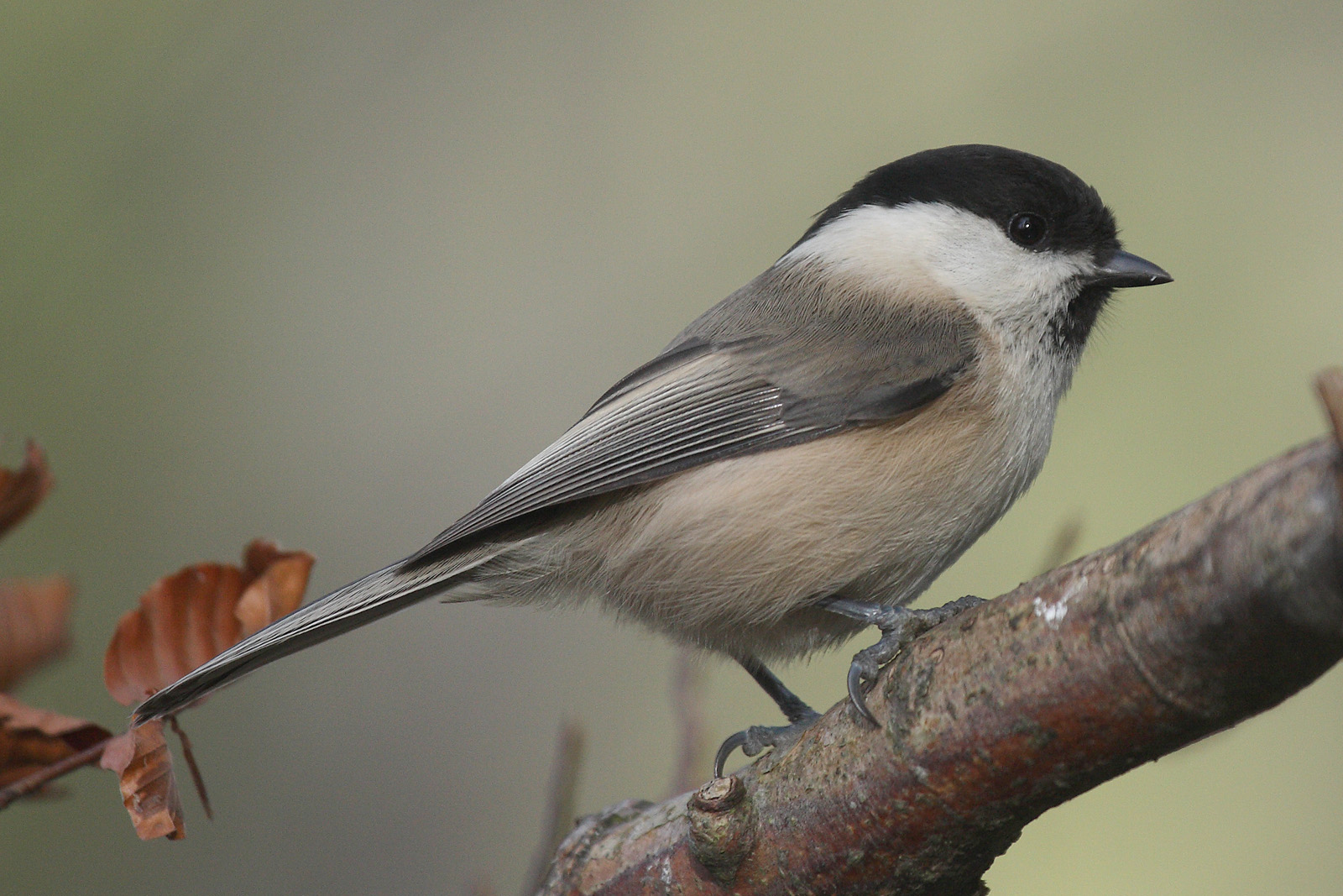 Kormosfejű cinege (Parus montanus)